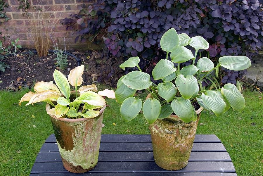 Two potted hostas side by side: one yellowed and wilting, one green and healthy