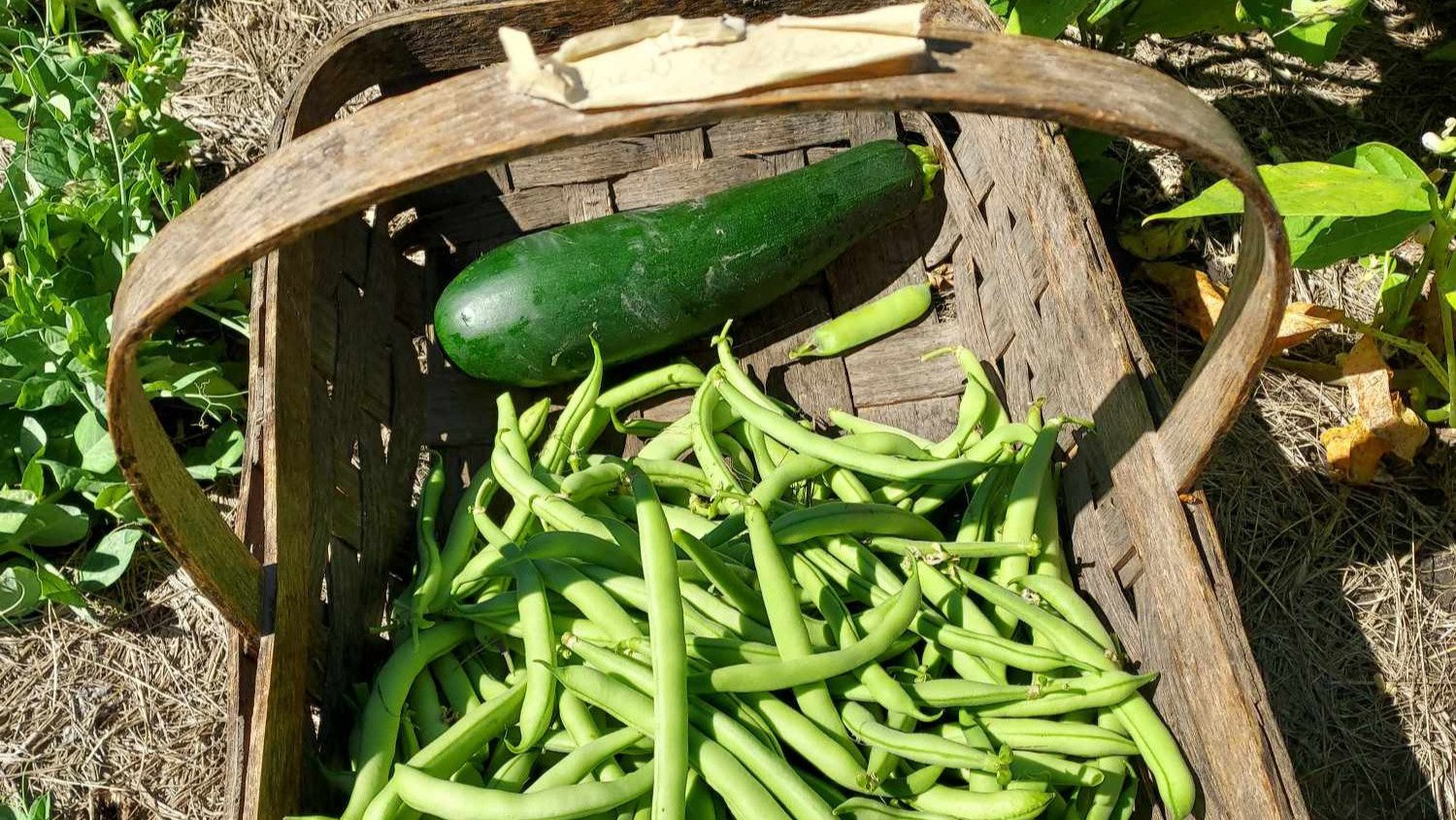 A wooden garden basket of freshly picked green beans and a zucchini