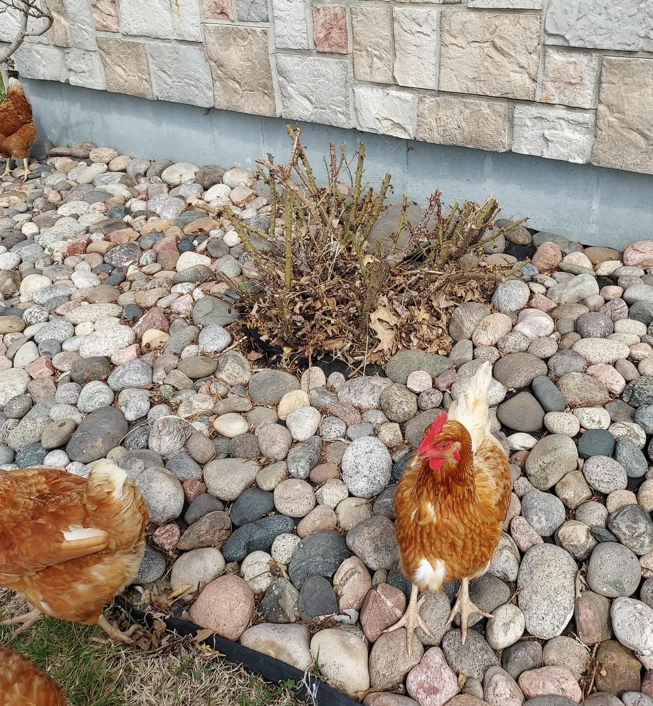 Hens wandering a bed of river rock around a pruned-back rose bush